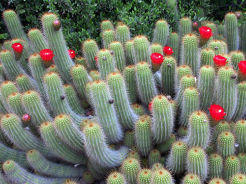 Foto cactusi